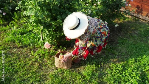 lady picking roses in Costa Stradivari town in the hillof Emilia Romagna,Italy photo