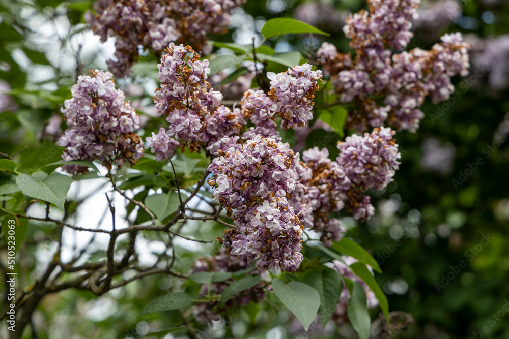 Blooming lilac in the park of Moscow. Lilac Garden Shchelkovskoe highway 2022 Blooming lilac in the park of Moscow. Lilac Garden Shchelkovskoe highway 2022