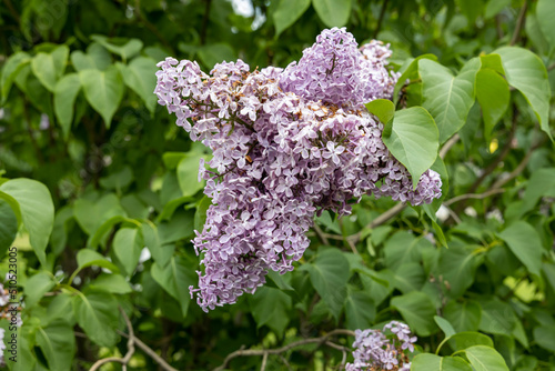 Blooming lilac in the park of Moscow. Lilac Garden Shchelkovskoe highway 2022 photo