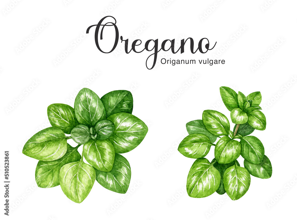 Oregano fresh herb hand drawn watercolor set. Realistic oregano plant