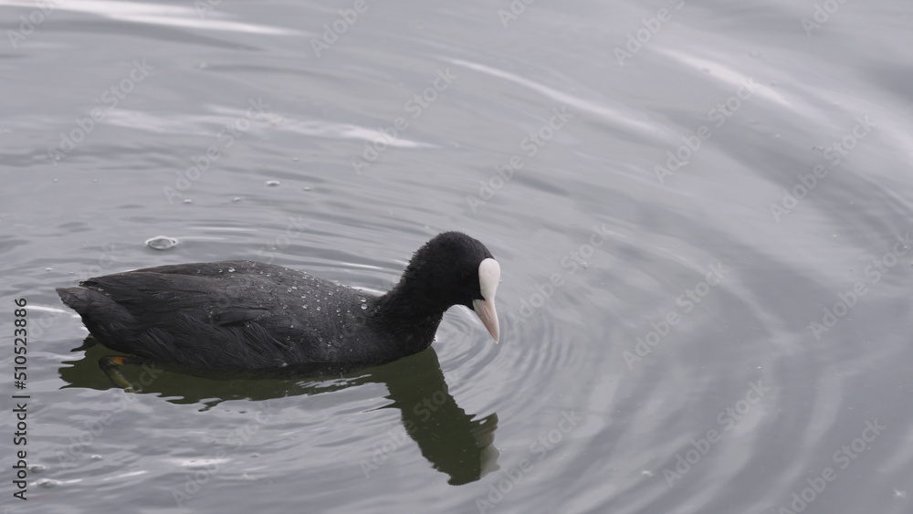 coot searching for food near coastline of a pond coot searching for food near coastline of a pond