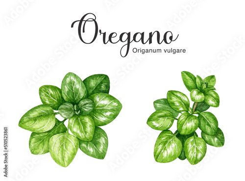 Oregano fresh herb hand drawn watercolor set. Realistic oregano plant illustration. Garden aromatic fresh herbal spice element. Green organic marjoram stem set with fresh leaves. White background