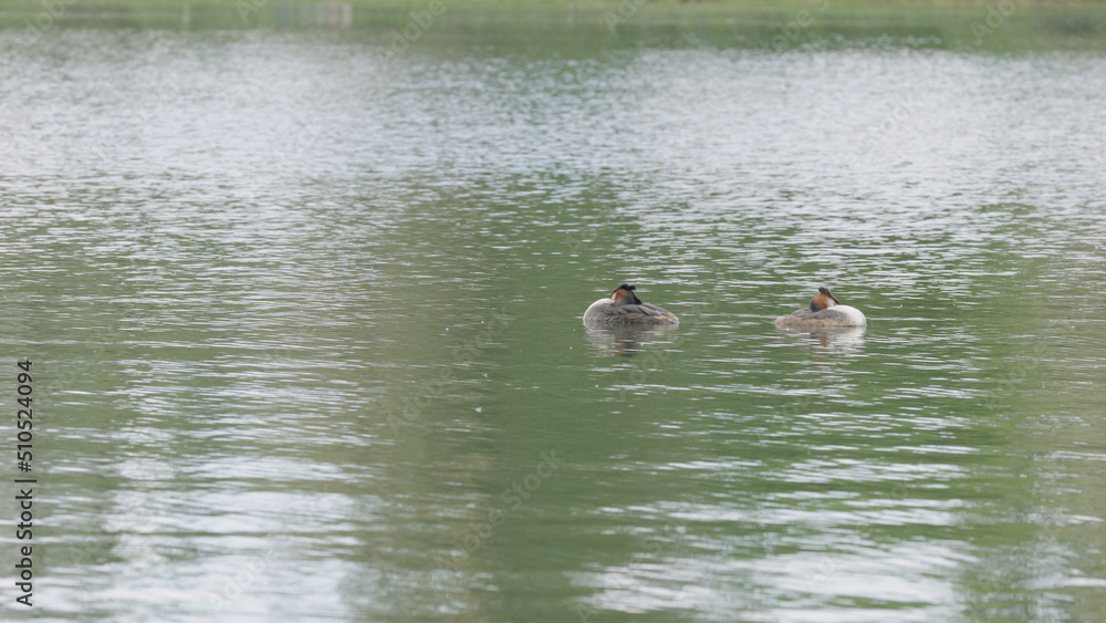 Fototapeta premium of Great crested grebe couple swimming in a pond