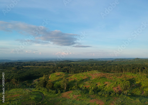 Beautiful landscape at the plantation in Banyuwangi  Indonesia.