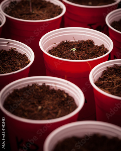 Cannabis seedlings for cannabis plant