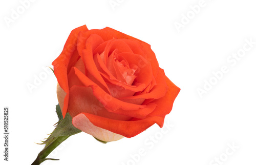 beautiful rose isolated