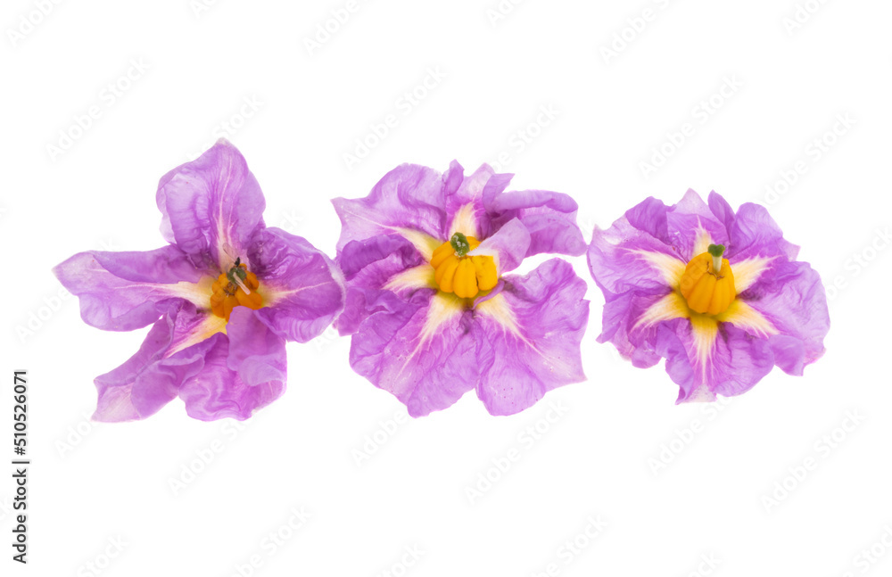 potato flowers isolated potato flowers isolated