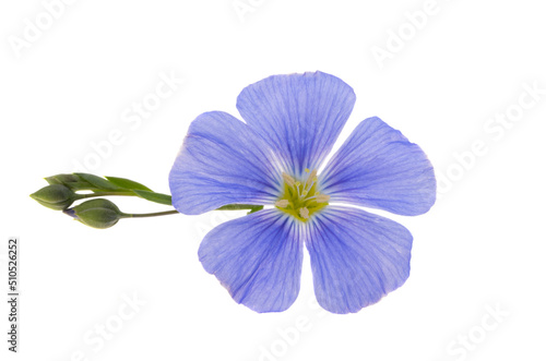 beautiful blue flax flowers isolated