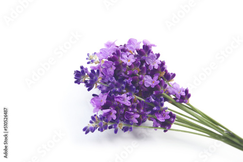 flowers of lavender on a white background