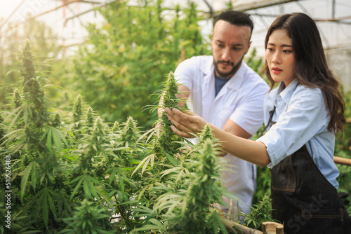 Researchers working in a hemp field, they are checking plants. Marijuana research, cbd oil, alternative herbal medicine concept,  pharmaceptical industry.