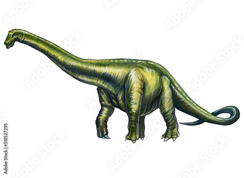 Prehistoric drawing of a diplodocus dinosaur in watercolor on a white background.