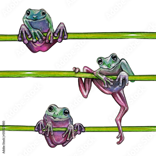 Watercolor drawing animal tropical frog on a branch sitting separately