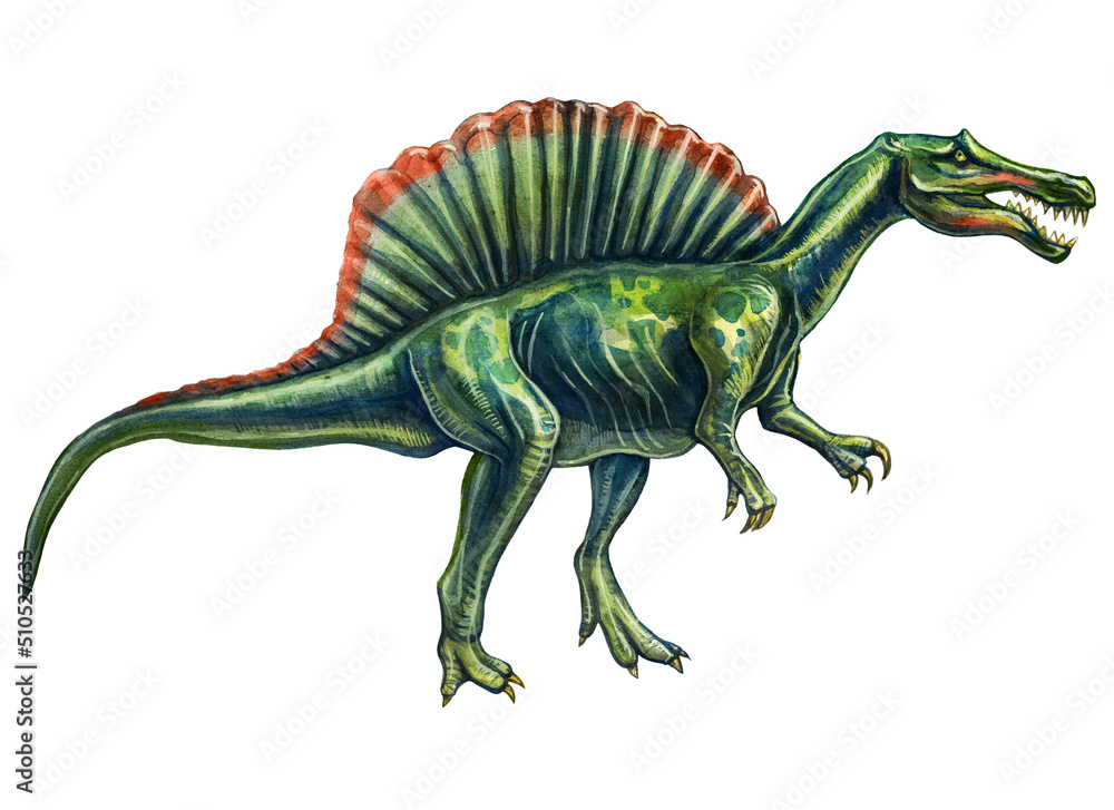Obraz premium Prehistoric drawing of a spinosaurus dinosaur in watercolor on a white background.