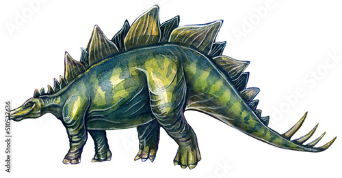 Prehistoric drawing of a stegosaurus dinosaur in watercolor on a white background. © Viktoriia