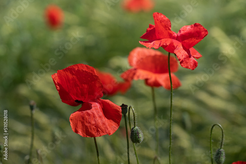 A colorful meadow with bright red poppies in summer