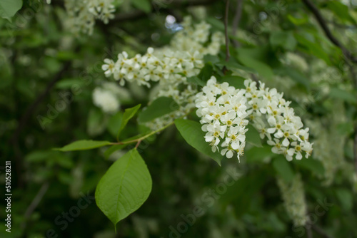 white flowers of a tree