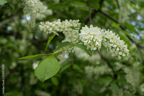 flowers in the forest