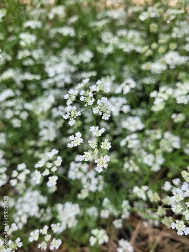 White little flowers in the garden © Sonia