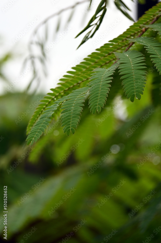 fern leaves fern leaves