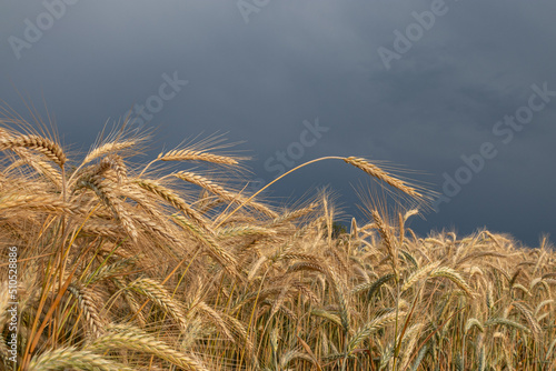 Close up of wheat ears, the field of wheat in summer with dark stormy clouds in region Voivodina, Serbia. Harvesting period