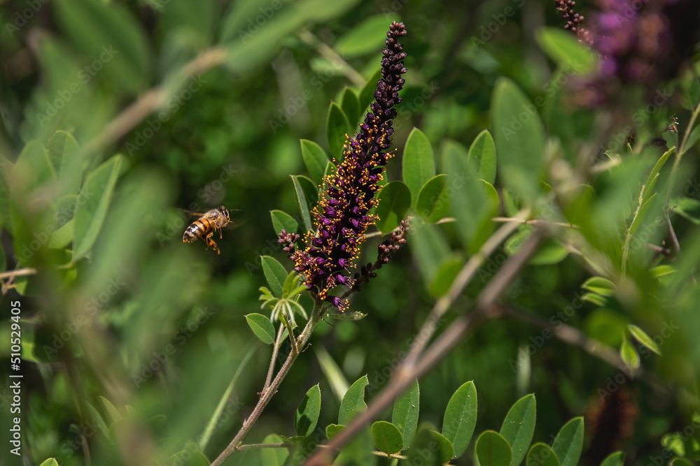 Honey bee on the flower of Amorpha fruticosa. Amorpha shrub (Latin Amorpha fruticosa) is a deciduous shrub. Close-up. Lilac flower Amorpha fruticosa.