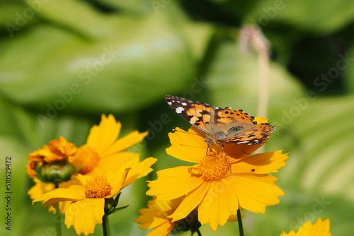 A multi colored monarch butterfly and bright yellow summer flowers on a background of green foliage in a fabulous garden. Artistic representation of the macro © Alekskan12