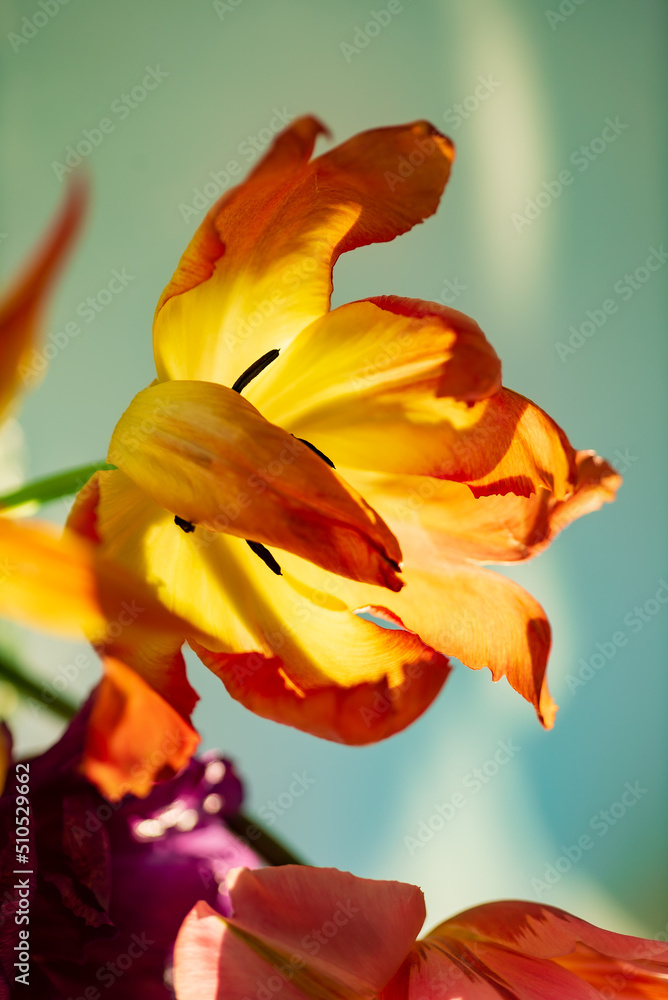 nice spring flowers - colorful tulips