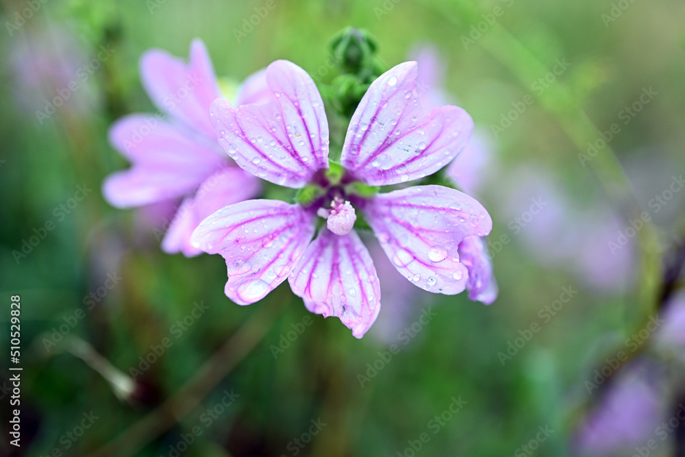 flower in the garden flower in the garden