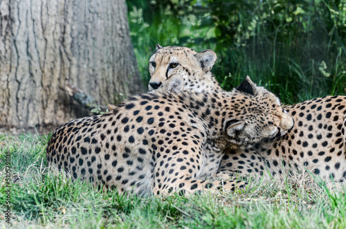 cheetah in the grass © jeanluc