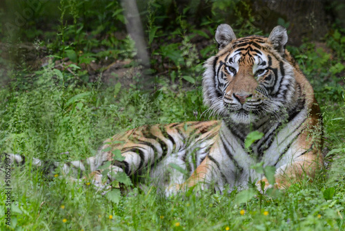 tiger in the zoo