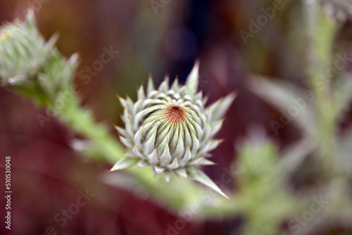 thistle flower