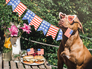Lovely, pretty brown puppy, two delicious burgers and homemade lemonade. Close-up, outdoors. Day light. Delicious food concept