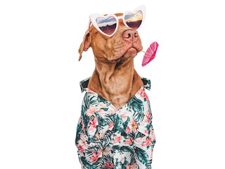 Lovable, pretty brown puppy, stylish shirt and heart shaped sunglasses. Close-up, indoors. Day light. Studio shot. Pets care. Concept of beauty and fashion