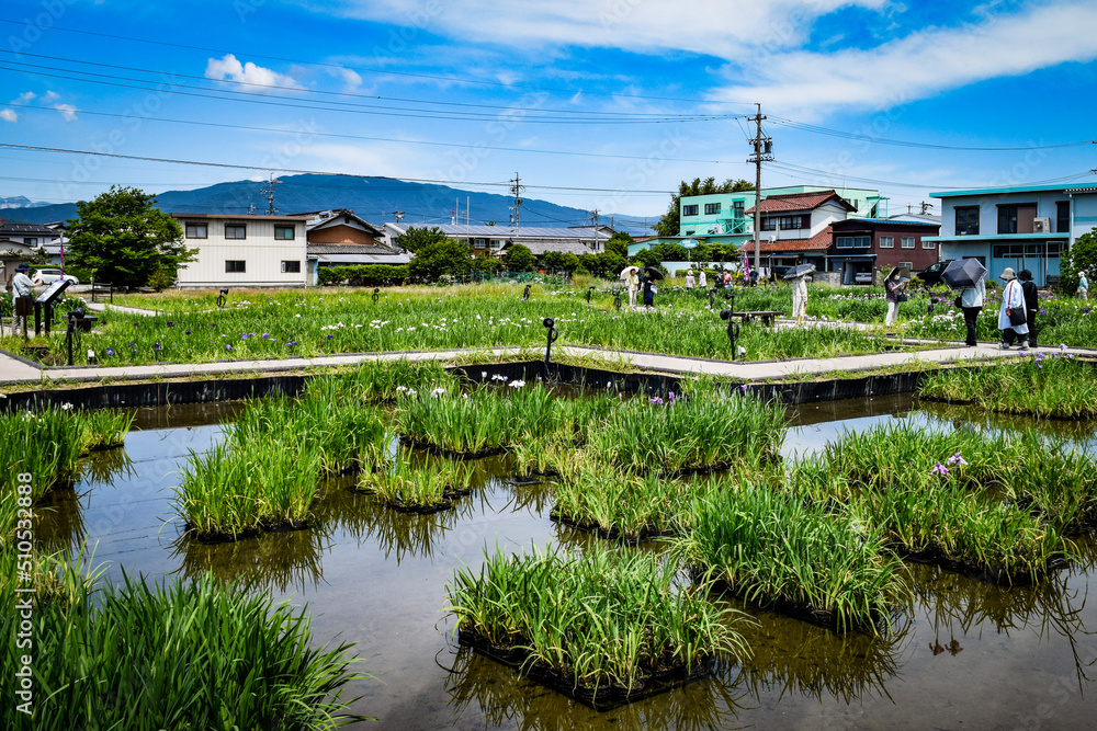 Obraz premium 菖蒲まつり、曽根城跡、華渓禅寺付近を散策する