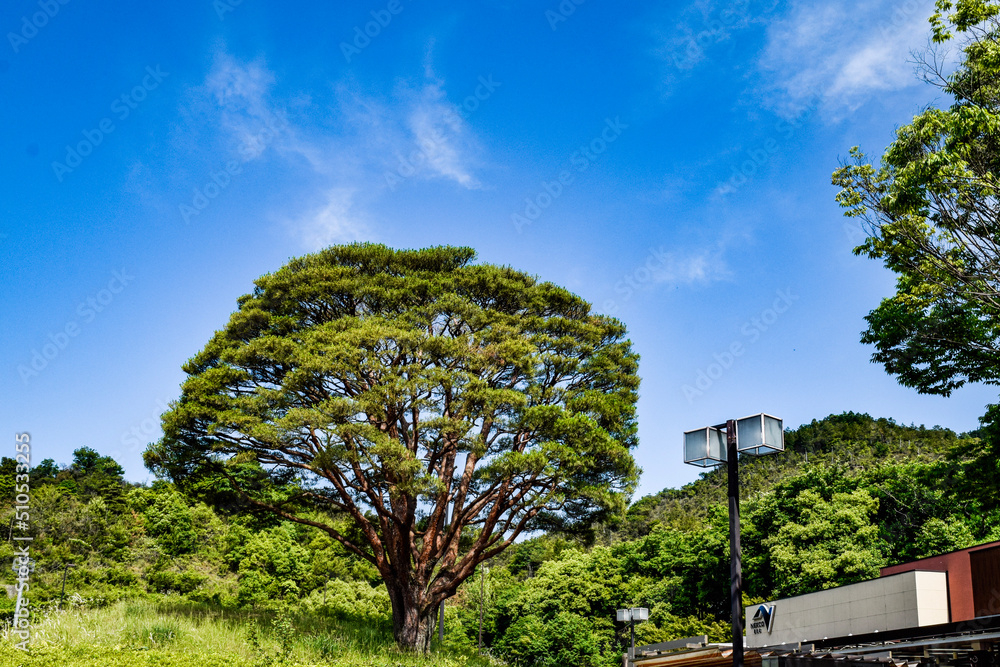 Fototapeta premium 菖蒲まつり、曽根城跡、華渓禅寺付近を散策する