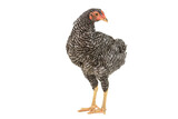 barred plymouth rock chicken isolated on white background.,three months.