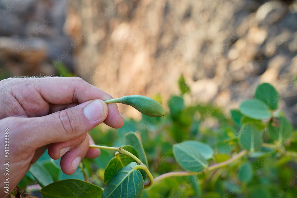 Picking wild capers at a mediterranean coast in Malta. Picking wild capers at a mediterranean coast in Malta.