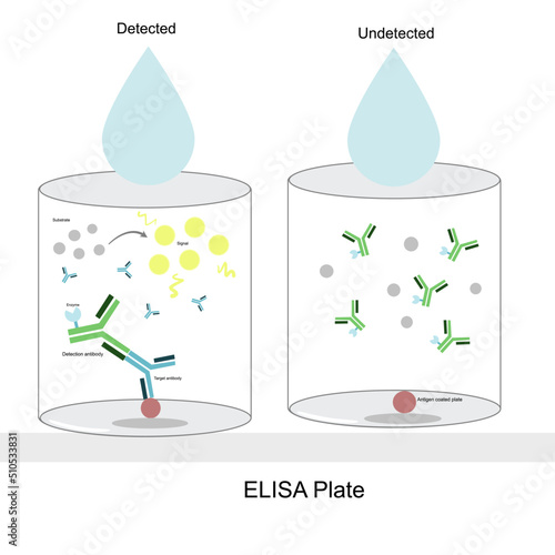 The detection result of antibody target with an Indirect ELISA technique that interpret is detected or undetected when the signal appearing or not, after the sample dropping and complete testing