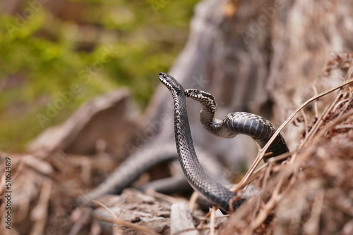 Portrait of two  european crossed vipers in early spring in mating season, vipera berus photo
