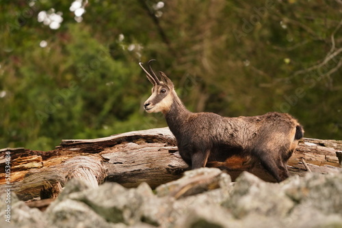 Portrait of a chamois in its natural habitat. Rupicapra rupicapra. Animal from Alp. photo