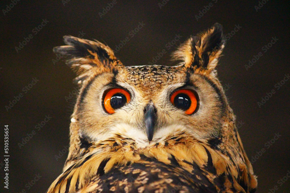 Fototapeta premium 頭の羽がまるでウサギのようなベンガルワシミミズク