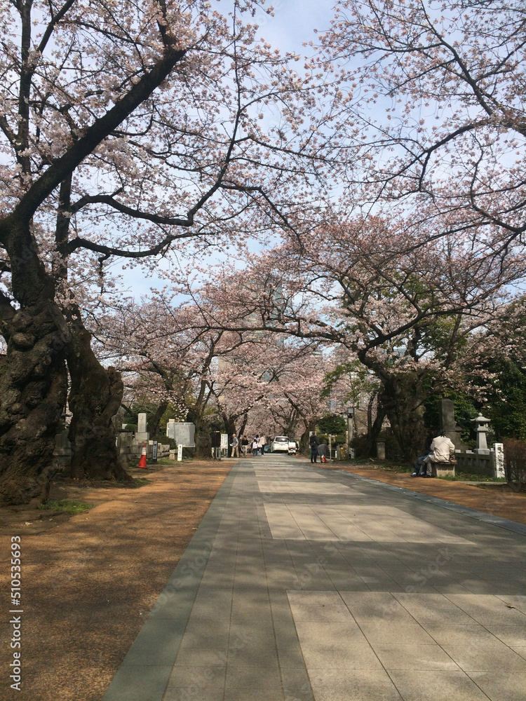 blossom in spring