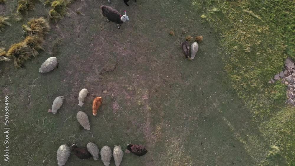 Top down drone shot of a domesticated herd of sheep and llamas on a traditional Inka farm in Bolivia. Top down drone shot of a domesticated herd of sheep and llamas on a traditional Inka farm in Bolivia.