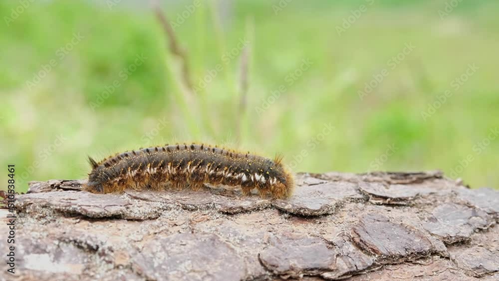 A butterfly caterpillar is sitting on a tree. A butterfly caterpillar is sitting on a tree.