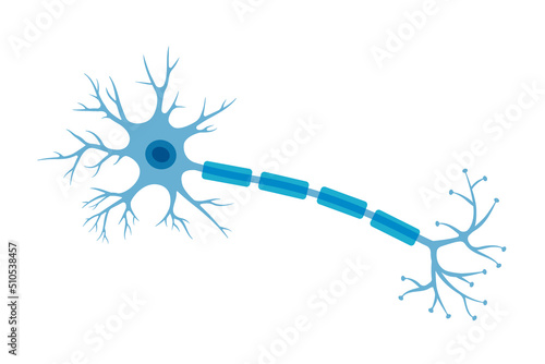 Human neuron structure. Brain neuron cell illustration. Synapses, myelin sheat, cell body, nucleus, axon and dendrites scheme. Neurology illustration