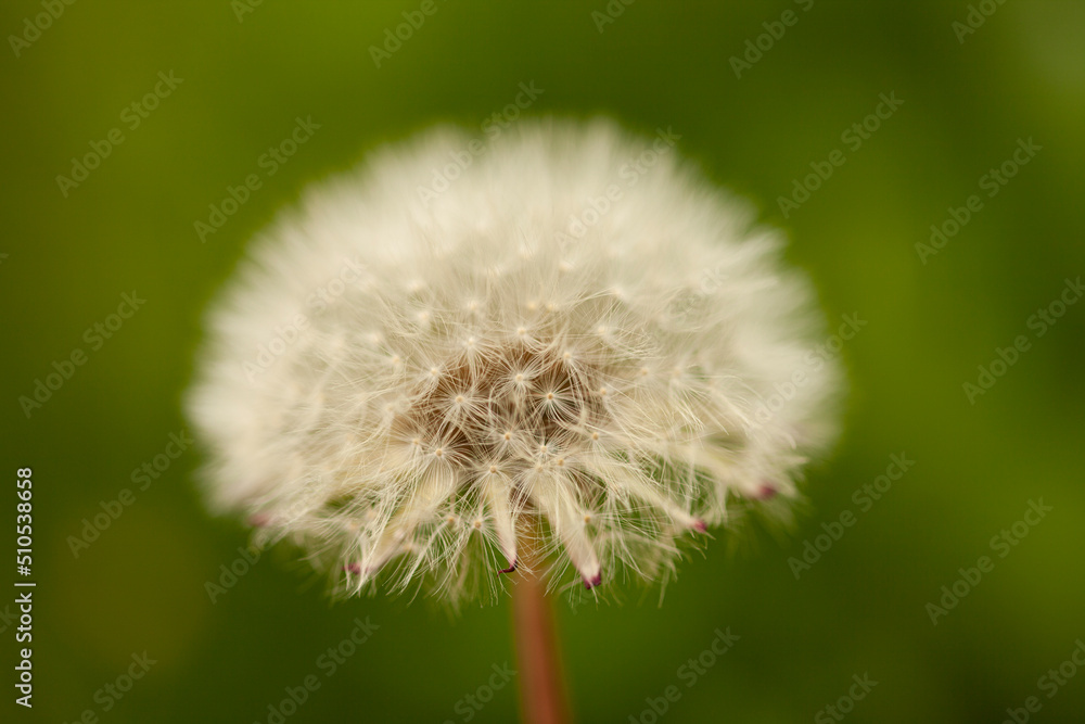 Dandelion white flower on blurred background of green grass Dandelion white flower on blurred background of green grass