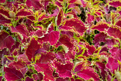 The background of the coleus plant in the garden