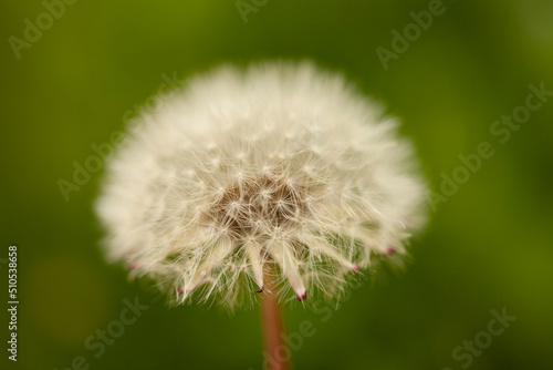 Dandelion white flower on blurred background of green grass