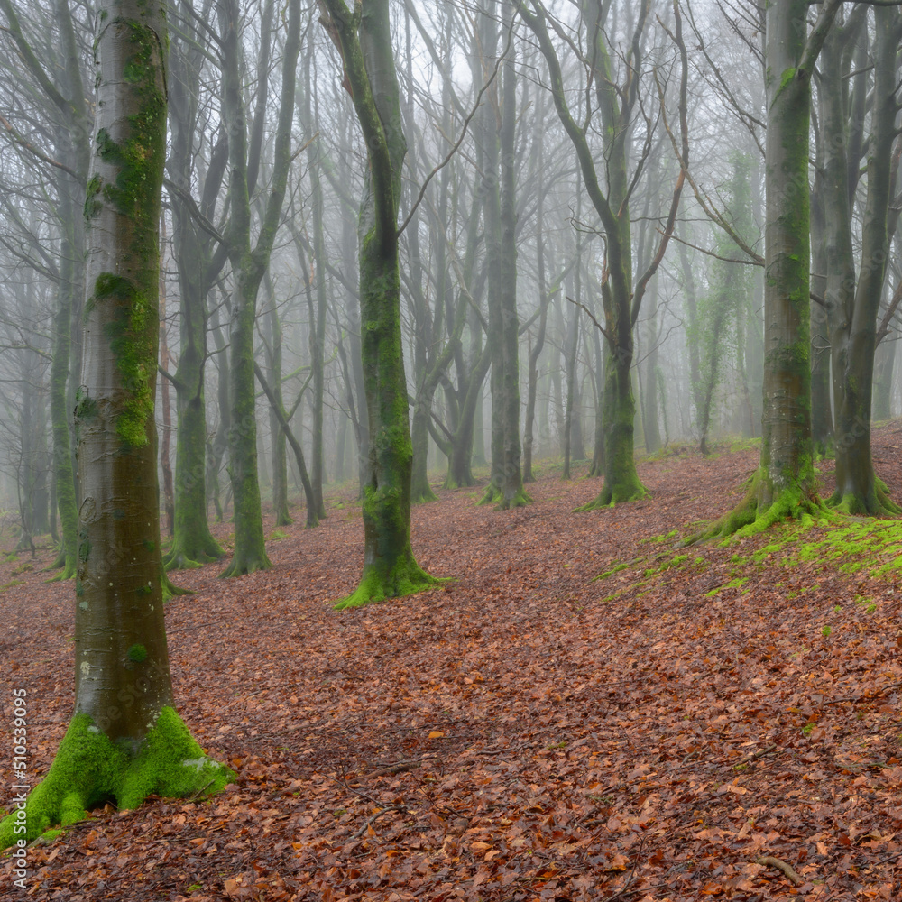 Obraz premium Brighstone Forest - Brighstone, Isle of Wight, UK