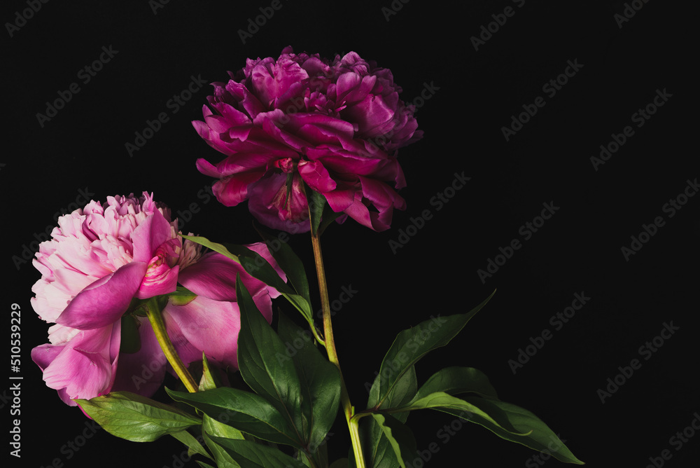 Pink and purple peony on a dark background